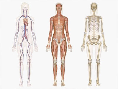 Anatomy