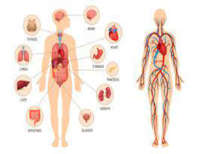 Physiology